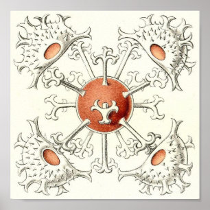 Póster Ernst Haeckel - poster de la cartera del detalle