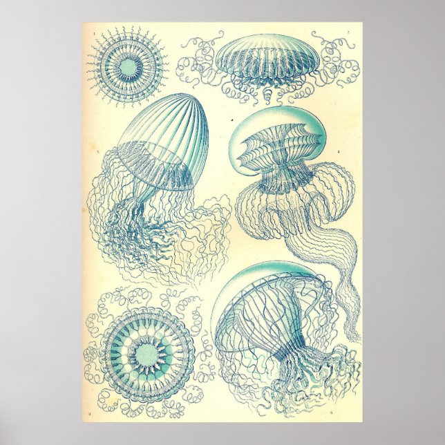Póster Ernst Haeckel - Poster de Leptomedusae (Frente)