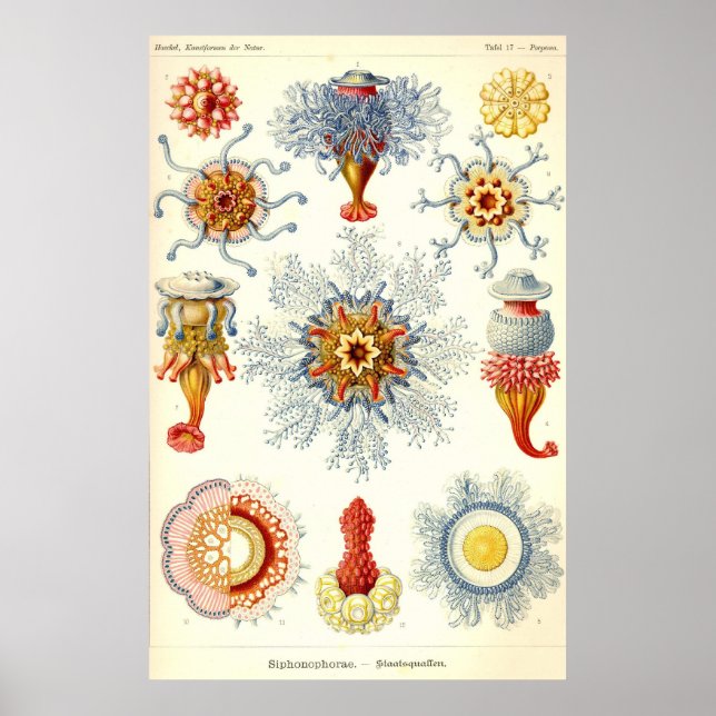 Póster Ernst Haeckel - Poster de Siphonophorae2 (Frente)