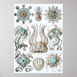 Póster Ernst Haeckel Poster ~ Narcomedusae