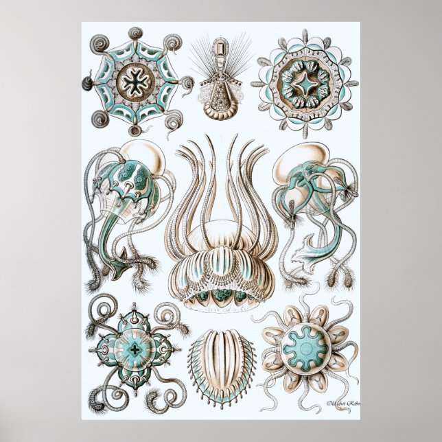 Póster Ernst Haeckel Poster ~ Narcomedusae (Frente)