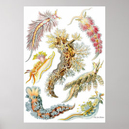 Póster Ernst Haeckel Poster ~ Nudibranchia