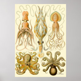 Póster Ernst Haeckel Poster ~ Tafel