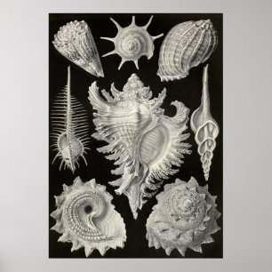 Póster Ernst Haeckel - Prosobranchia