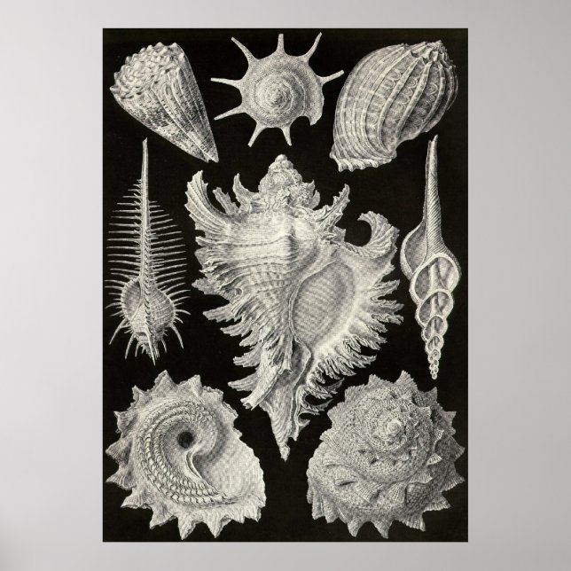 Póster Ernst Haeckel - Prosobranchia (Frente)