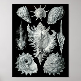 Póster Ernst Haeckel Prosobranchia Golpeando negro y blan