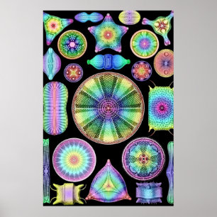 Póster Ernst Haeckel Rainbow Diatoms