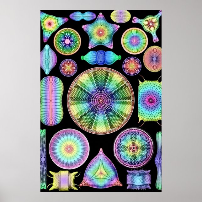 Póster Ernst Haeckel Rainbow Diatoms (Frente)
