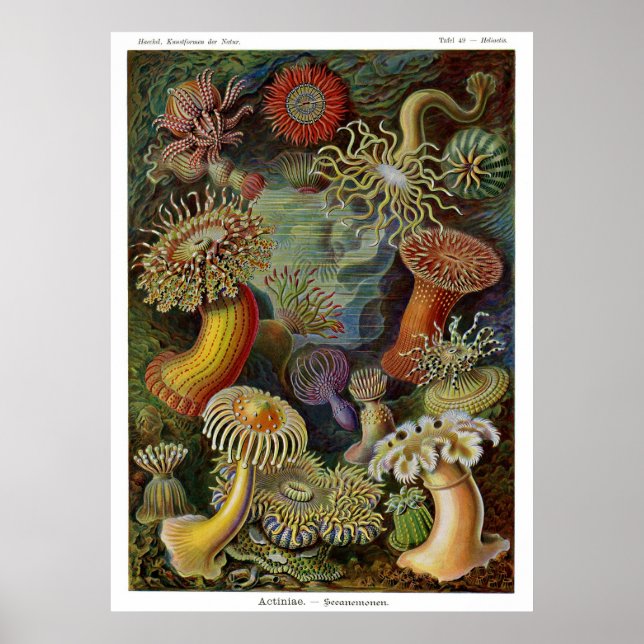 Póster Ernst Haeckel Sea Anemones (Frente)