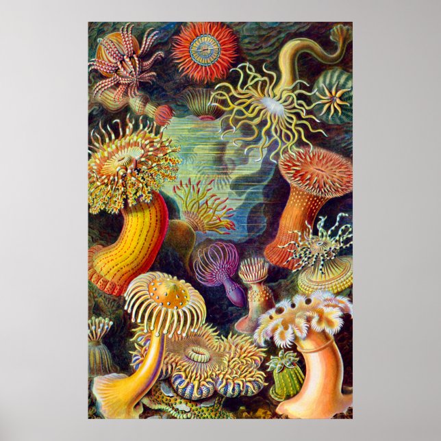 Póster Ernst Haeckel Sea Anemones Marine:Actiniae (Frente)