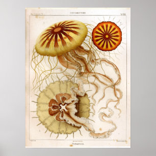 Póster Ernst Haeckel SeaLife Ocean Jellyfish Art Print
