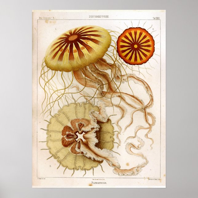 Póster Ernst Haeckel SeaLife Ocean Jellyfish Art Print (Frente)