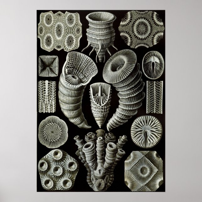 Póster Ernst Haeckel Tetracorallia coral (Frente)