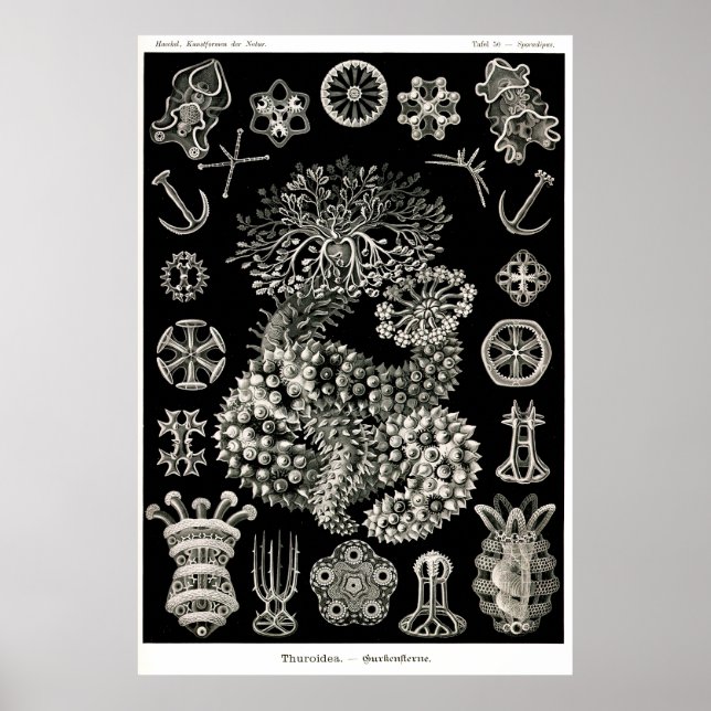 Póster Ernst Haeckel Thuroidea (Frente)