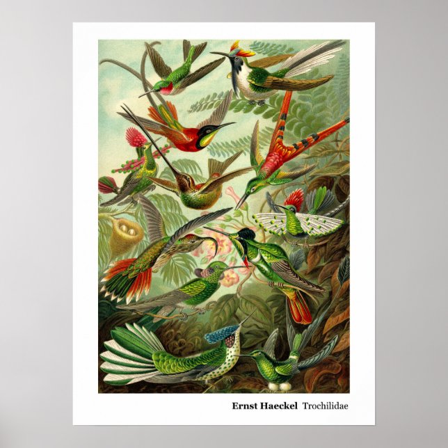 Póster Ernst Haeckel Trochilidae Hummingbird (Frente)