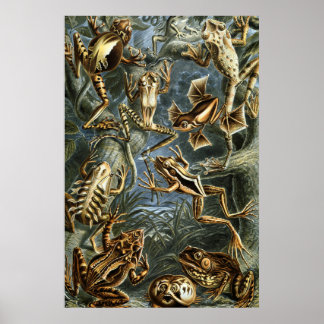 Póster Ernst Haeckel variedad de ranas exóticas:Batrachia