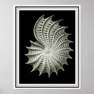Póster Ernst Haeckel Wall Art 16 x 20