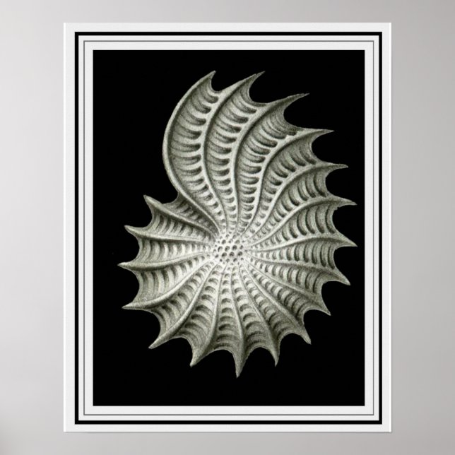 Póster Ernst Haeckel Wall Art 16 x 20 (Frente)