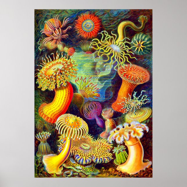 Póster Ernst Haeckel's Sea Anemones (Frente)