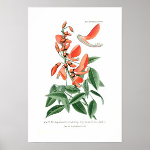 Póster Erythrina crista-galli