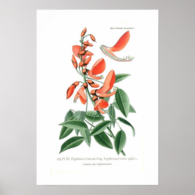 Póster Erythrina crista-galli (Frente)