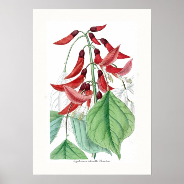 Póster Erythrina x bidwillii 'Camdeni' (Frente)