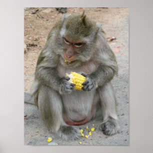 Póster ¡Es mío! ... Mono Macaque tailandés salvaje