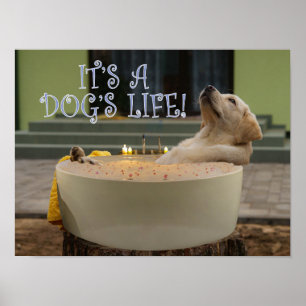 Póster Es un poster de vida de perros