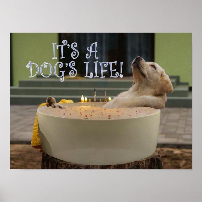Póster Es un poster de vida de perros (Frente)
