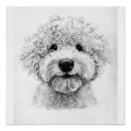 Póster Esbozo adorable de perros con pelo rizado, lagotto