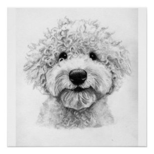 Póster Esbozo adorable de perros con pelo rizado, lagotto