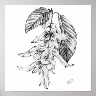 Póster Esbozo de lápiz botánico Hornbeam