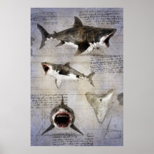 Esbozo de Megalodon