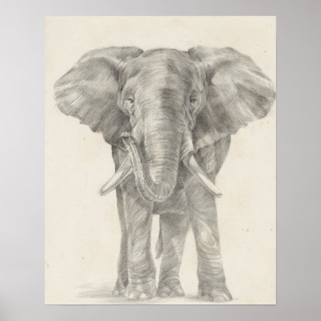 Póster Esbozo elefante (Frente)