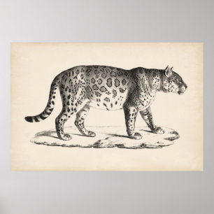 Póster Esbozo Leopardo de Brodtmann
