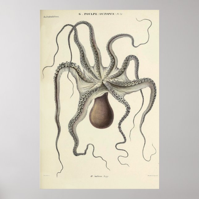 Póster Esbozo zoológico de cosecha de pulpos (Frente)