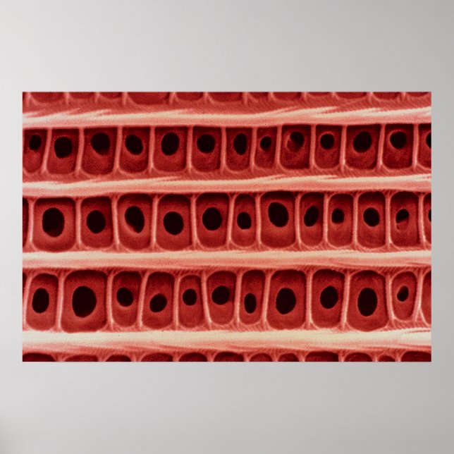 Póster Escala de alas (Frente)