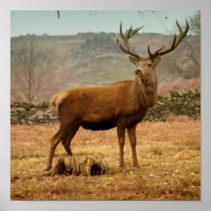 Póster Escala Imperial