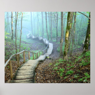 Póster Escaleras de madera en el bosque