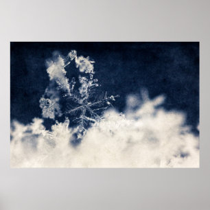 Póster Escama de la nieve
