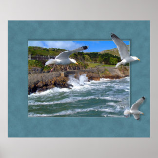 Póster Escape de gaviota