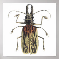 Escarabajo de cuerno largo, Prionus Cervicornis
