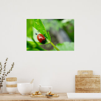Póster Escarabajo de hoja en planta
