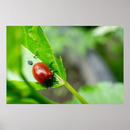 Póster Escarabajo de hoja en planta