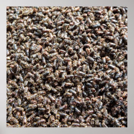 Póster escarabajo de la corteza del abeto europeo