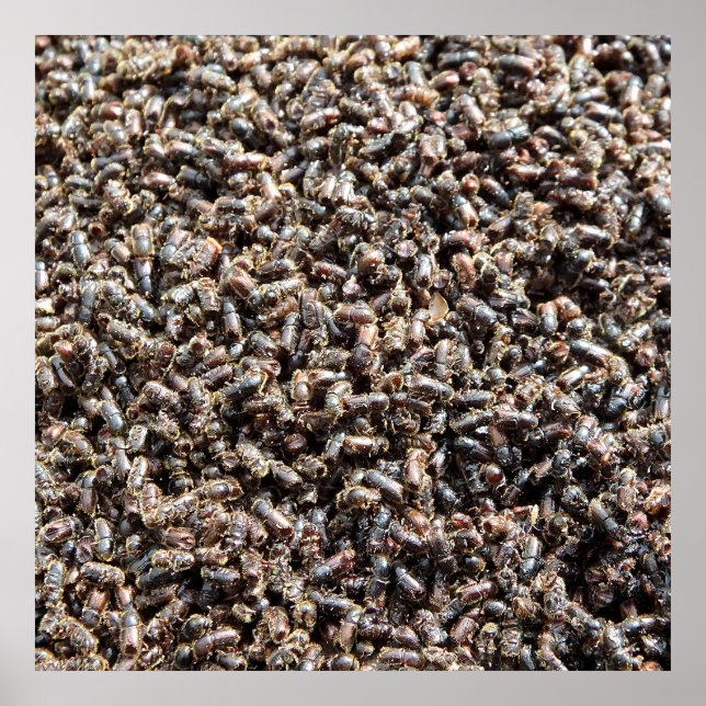 Póster escarabajo de la corteza del abeto europeo (Frente)