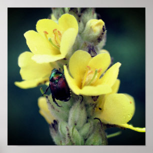 Póster Escarabajo En La Flor De Mullein Silvestre De Cerc