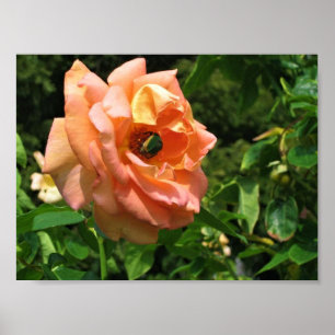 Póster Escarabajo en un Rosa