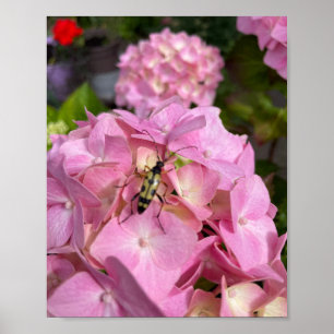 Póster Escarabajo longicornio en hortensia rosa