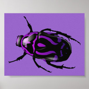 Póster Escarabajo morado